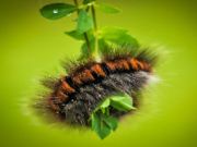 Mchezo Caterpillar mabuu jigsaw online