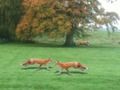 Mchezo Fox iliyopigwa  online