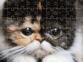 Mchezo Paka za kigeni Jigsaw Puzzle  online