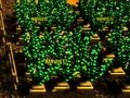Mchezo Shamba la Pixel  online