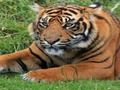 Mchezo Zoo trivia online