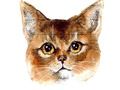Mchezo Shindano la puzzle la Abyssinian  online