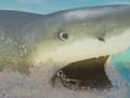 Mchezo La Shark online