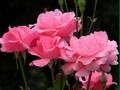 Mchezo Roses Pink  online
