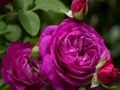 Mchezo Roses zaambarau  online