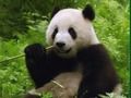 Mchezo Mchezo wa Pandas  online