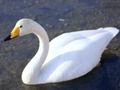 Mchezo Swans za neema  online