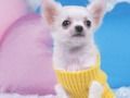 Mchezo Kupendeza Puppy Puzzle  online