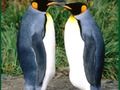 Mchezo Mchezo wa Penguin  online
