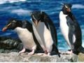 Mchezo Penguins slaidi online