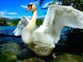 Mchezo Swans slide online