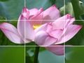 Mchezo Maua ya Lotus  online