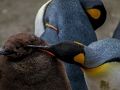 Mchezo Mfalme Penguin Jigsaw  online
