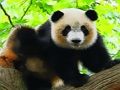 Mchezo Panda Mtoto Mzuri  online