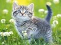 Mchezo Kittens Puzzle  online
