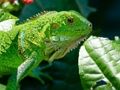Mchezo Pori Iguana  online