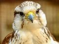 Mchezo Jigsaw ya Gyrfalcon  online