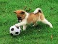 Mchezo Mchezaji Puppy Nje Puzzle  online
