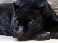 Mchezo Jigsaw nyeusi ya Panther  online