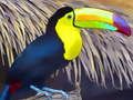 Mchezo Jigsaw ya ndege ya Toucan  online