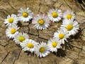 Mchezo Jigsaw ya Moyo wa Daisy  online