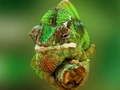 Mchezo Jigsaw ya Chameleon  online