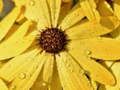 Mchezo Maua Petals Mvua Jigsaw  online