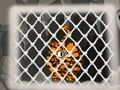Mchezo Kutoroka kwa Tiger 1  online