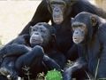 Mchezo Mapenzi ya Sokwe Jungle Escape  online