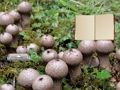 Mchezo Kutoroka kwa Ardhi ya Uyoga wa Lycoperdon  online