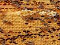 Mchezo Asali Nyuki Jigsaw  online