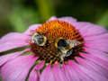 Mchezo Jigsaw ya Purple Coneflower  online