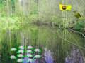 Mchezo Adventure Forest Forest  online