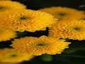 Mchezo Jigsaw ya Chrysanthemums  online