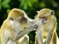 Mchezo Jigsaw ya Monkey  online