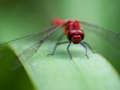 Mchezo Joka Fly Jigsaw online