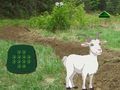 Mchezo Mbuzi Tafuta Mtoto  online