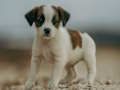 Mchezo Jack Russell Jigsaw online