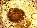 Mchezo Mafuta ya Bubbles Jigsaw  online