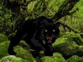 Mchezo Kutoroka kutoka Black Panther Forest  online