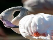 Mchezo Jigsaw ya Ndege ya Flamingo  online