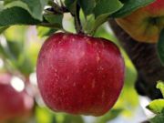 Mchezo Apple nyekundu iliyoiva kwenye jigsaw ya mti  online