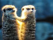 Mchezo Meerkat wanandoa jigsaw  online