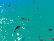 Mchezo Njaa Shark Hunt online Mchezo Njaa Shark Hunt online
