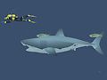 Mchezo Shark wazimu online Mchezo Shark wazimu online