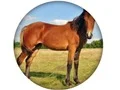 Mchezo Animal Quiz online