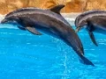 Mchezo Sea Dolphin Jigsaw online