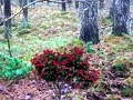 Mchezo Bernati Forest Adventure online