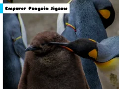 Mchezo Emperor Penguin Jigsaw online