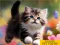 Mchezo Puzzle Sliding Kittens online